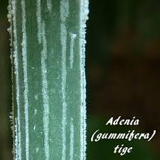 Image result for Adenia zambesiensis