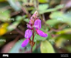 Image result for Desmodium intortum