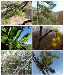 Image result for Viscum obscurum