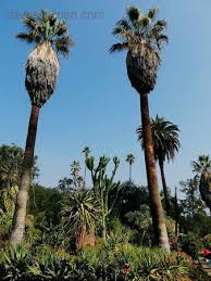 Image result for Wiesneria filifolia