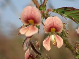 Image result for Aeschynomene megalophylla