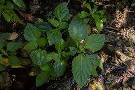 Image result for Adenostemma viscosum