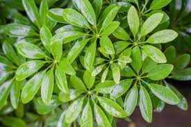 カポック シェフレラ の育て方 剪定や植え替え 挿し木の方法は Horti ホルティ By Greensnap