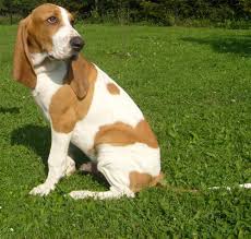 Image result for švycký honič