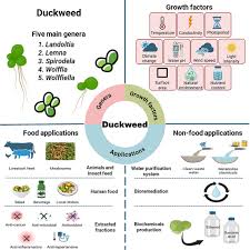 Image result for Wolffiella hyalina