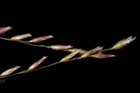 Image result for Sporobolus tenuissimus