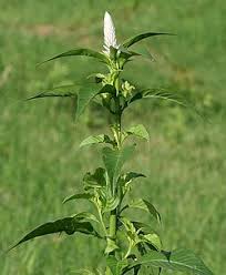 Image result for Celosia stuhlmanniana