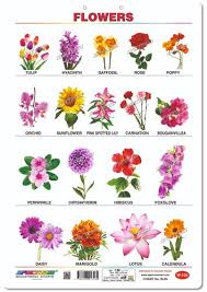 Maybe you would like to learn more about one of these? Home Schooling Wall Chart Mini Charts Spectrum Human Anatomy Chart Manufacturer From Mumbai