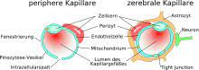 Eine komplette öffnung der bhs zieht ein äquilibrium der elektrolytkonzentrationen zwischen serum und extrazellulärer flüssigkeit im hirnparenchym nach sich. Blut Hirn Schranke Wikipedia