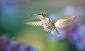 تنزيل افضل خلفيات كمبيوتر 2020 بجودة خرافية full hd free to use images bird birds flying