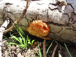 Image result for Pycnoporellus alboluteus