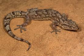 Sun aug 08, 2021 11:17 am. Hidden Cryptic Species Revealed Within Forest Gecko Sanbi
