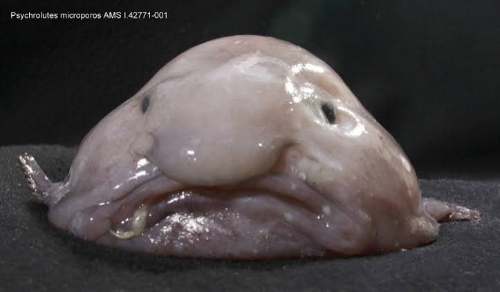 The blob blog | Te Papa's Blog