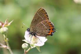 Image result for Sarcophyte piriei