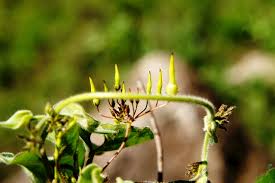 Image result for Riocreuxia