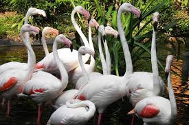 Lots of different animals, birds and great knowledgeable staff! Spacetraveller Activity Langkawi Wildlife Park Admission