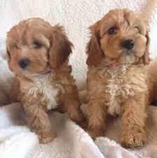 Find the perfect cavapoo puppy for sale in ohio, oh at puppyfind.com. Cavapoo Puppies Ohio Cavapoo Puppies For Sale In Usa Facebook