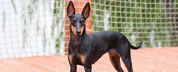 They get along well with children, but may try to dominate other dogs. Manchester Terrier Dog Breed Profile Petfinder