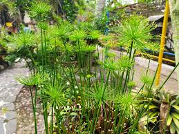 Image result for Cyperus haspan