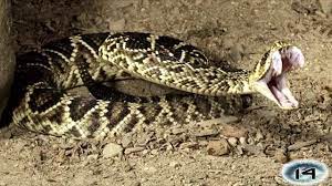 The Eastern Diamondback Rattlesnake Deadly Animals Snake Rattlesnake