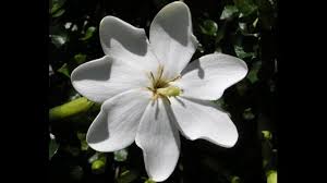 Image result for Gardenia transvenulosa