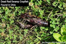 My grandfather would use this strategy to catch crawdad definition of crawdad at dictionary.com. Burrowing Crayfish Rise Bygl
