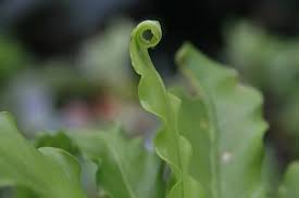 Image result for Asplenium angolense