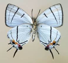 Image result for Agelanthus krausei