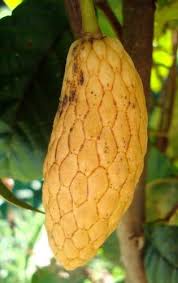 Image result for Annona