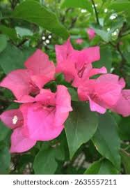 Image result for Nyctaginaceae