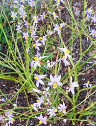 Image result for Cyanella lutea