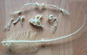 Paradox bearded dragons are some of the most beautiful, rare, and sought after dragons. Bearded Dragon Skeleton By Roanserpentia On Deviantart