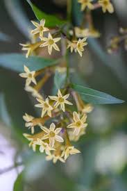 Image result for Cestrum parqui