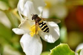 Most hover flies are 5 to 15 millimeters long and have large heads with reddish or marbled black eyes, two clear wings and black and yellow color patterns on the abdomen and sometimes on the thorax. Hover Flies May Look Like Bees But Are Beneficial Flies University Of Illinois Extension