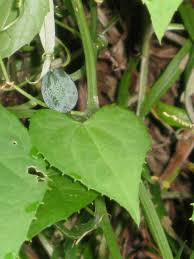 Image result for Zehneria tridactyla