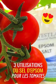 sel d epsom 3 utilisations pour faire pousser de belles grosses tomates sel d epsom cultiver des tomates comment planter des roses