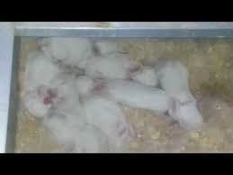 جدول الاضافات في الماء لمدة اربع اسبيع في الشهر