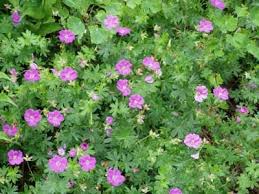 Aka california redbud cercis occidentalis legume family notes. Gogardennow The Gardening Blog Hardy Geranium The Lovely Weed