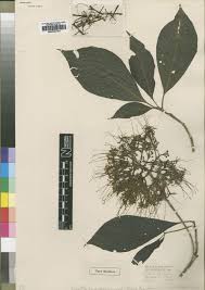 Image result for Pavetta cataractarum