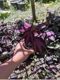 Image result for Rhynchosia goetzei