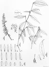 Image result for Rinorea