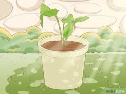 We did not find results for: Easy Ways To Grow Turmeric With Pictures Wikihow