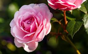 Image result for Rosa