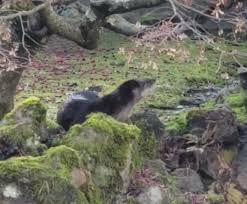 Ebay.com has been visited by 1m+ users in the past month Vancouver Can T Get Enough Of Otter On The Loose In Chinatown Garden Vancouver Is Awesome