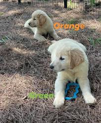 It is my goal to breed happy, healthy, sound dogs (in mind and body) that adhere to the golden retriever standard. Highland Creek Goldens Home Facebook