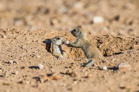 This act alone can cause damage to residential and commercial properties. Two Round Tailed Ground Squirrel Pups Xerospermophilus Tereticadus At Their Burrow Entrance Casa Grande Arizona United States Of America Animal Behaviour Cute Stock Photo 330587762