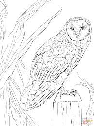 Coloriage Chouette Effraie Coloriages A Imprimer Gratuits