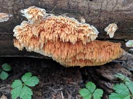 Image result for Pycnoporellus alboluteus