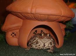 Ponds are vital for amphibians as they are where they reproduce. How To Attract A Toad To Your Garden Toads In The Garden Organic Gardening Dangers Outdoors To Toads And Frog Toad House Garden Yard Ideas Organic Gardening