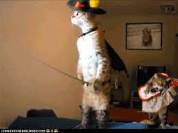 15 Pets Who Halloween Better Than You Seriously Funny Animals Funny Gif Cute Funny Animals